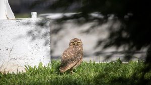 A burrowing owl perched on grass in Campo Largo, Brazil, showcasing its natural habitat.